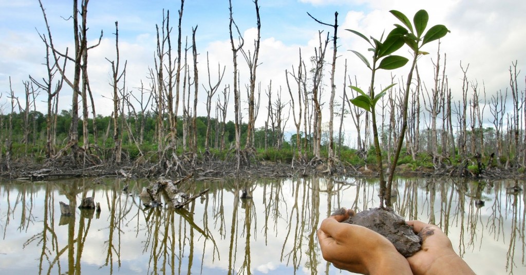 mangrove